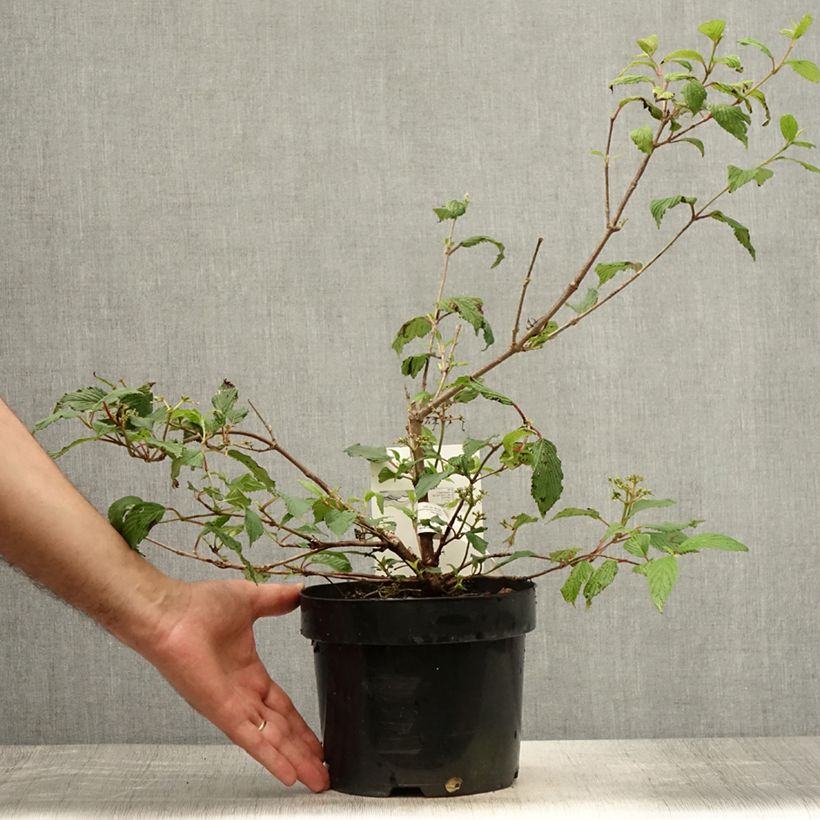 Spécimen de Viorne de Chine - Viburnum plicatum Kilimanjaro Sunrise Pot de 2L/3L tel que livré en été