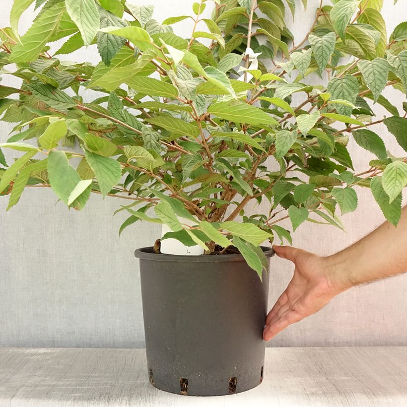 Spécimen de Viorne de Chine - Viburnum plicatum Mariesii Pot de 12L/15L tel que livré en été