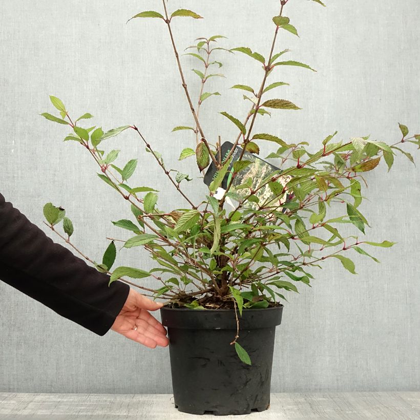 Spécimen de Viorne de Chine - Viburnum plicatum Molly Schroeder Pot de 7,5L/10L tel que livré en automne