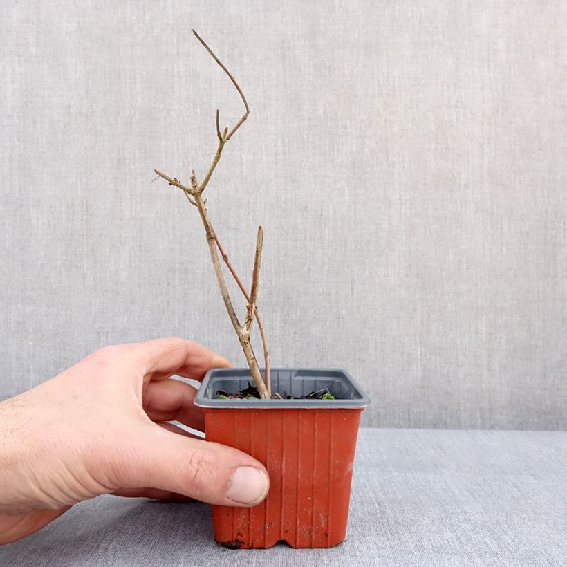 Spécimen de Viorne de Chine - Viburnum plicatum Tomentosum Godet de 8/9 cm tel que livré en hiver