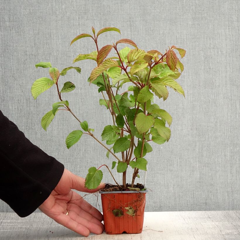 Spécimen de Viorne de Chine - Viburnum plicatum Tomentosum - Godet de 8/9 cm tel que livré au printemps