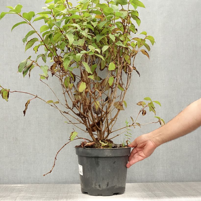 Spécimen de Viorne de Chine - Viburnum plicatum Tomentosum Pot de 7,5L/10L tel que livré en été