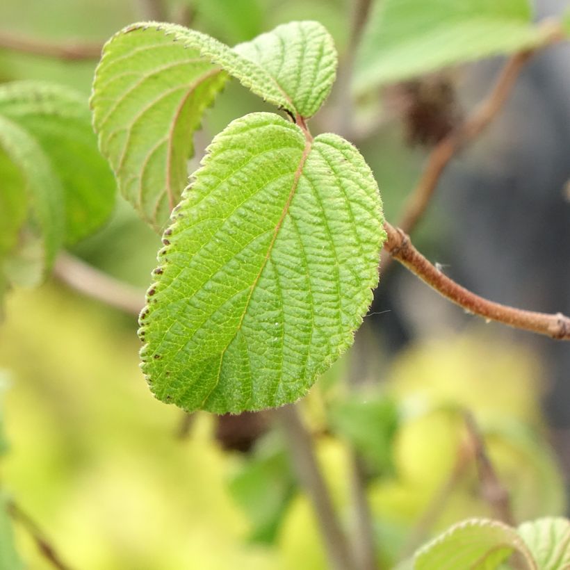 Viorne de Chine - Viburnum plicatum Tomentosum (Feuillage)