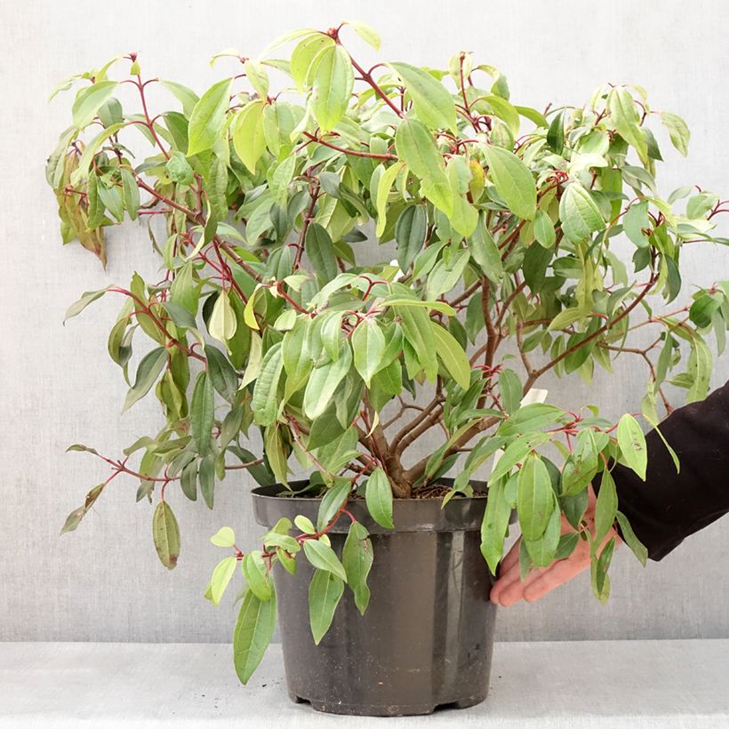 Spécimen de Viorne de David - Viburnum davidii Angustifolium en pot de 7,5l/10l tel que livré en hiver