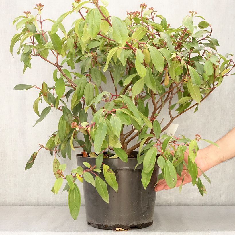 Spécimen de Viorne de David - Viburnum davidii Angustifolium en pot de 7,5l/10l tel que livré au printemps
