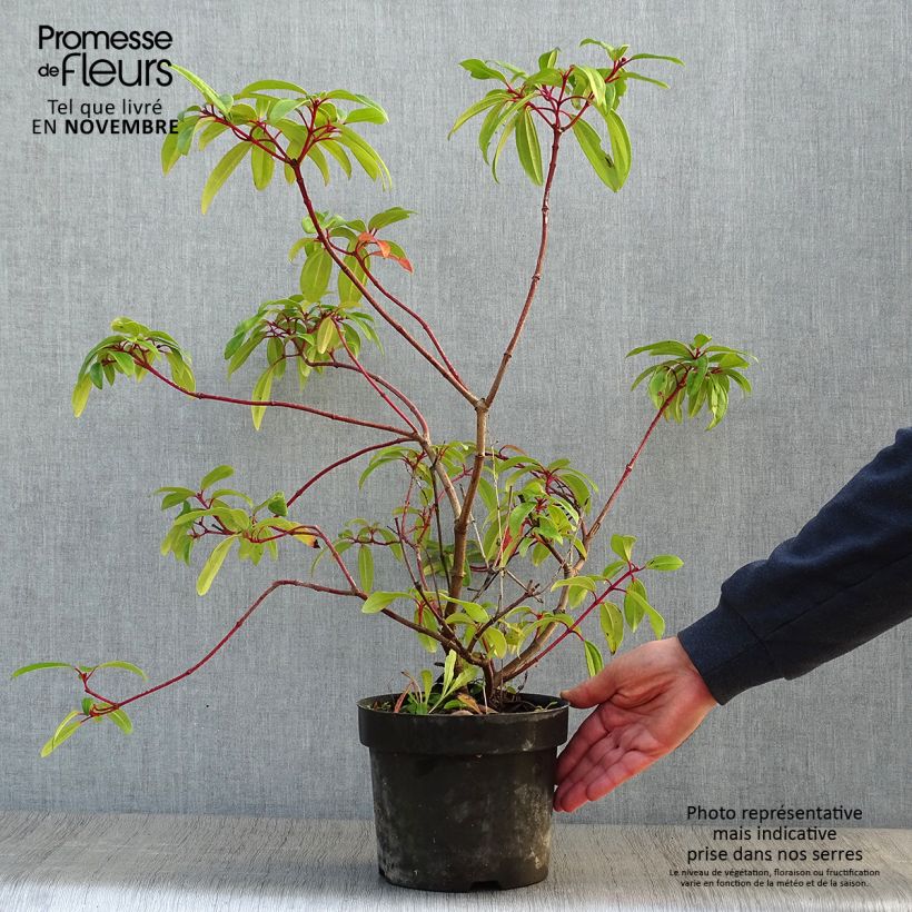 Spécimen de Viorne de David - Viburnum davidii Angustifolium Pot de 3L/4L tel que livré en automne