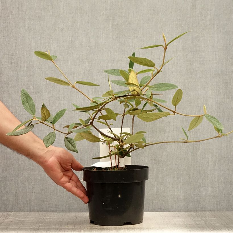 Spécimen de Viorne de Prague - Viburnum Pragense Pot de 3L/4L tel que livré en été
