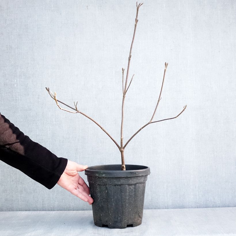 Spécimen de Viorne fourchue - Viburnum furcatum Pot de 6L/7L tel que livré en hiver