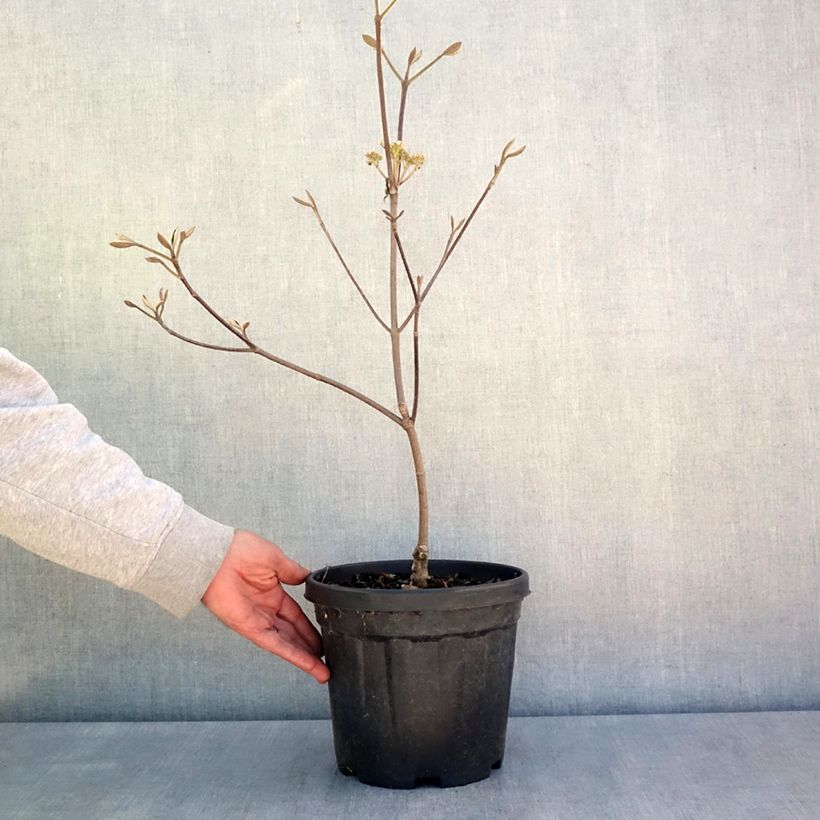 Spécimen de Viorne fourchue - Viburnum furcatum - Pot de 6L/7L tel que livré au printemps