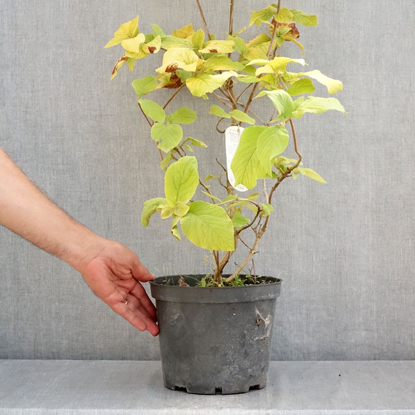 Spécimen de Viorne lantane - Viburnum lantana Aureum Pot de 4L/5L tel que livré en été