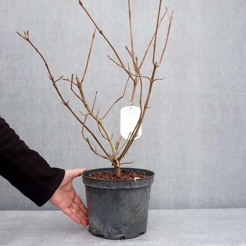 Spécimen de Viorne lantane - Viburnum lantana Aureum - Pot de 4L/5L tel que livré en hiver