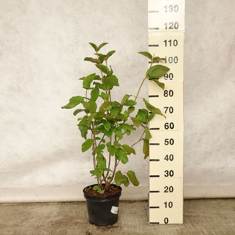 Spécimen de Viorne lantane -  Viburnum lantana Pot de 7,5L/10L tel que livré en été