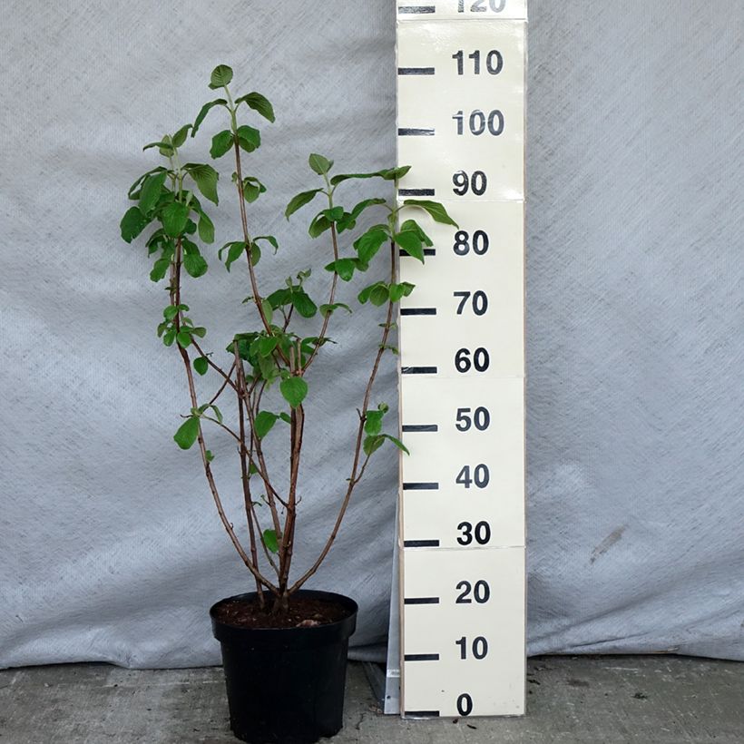 Spécimen de Viorne lantane -  Viburnum lantana en pot de 7,5L tel que livré au printemps