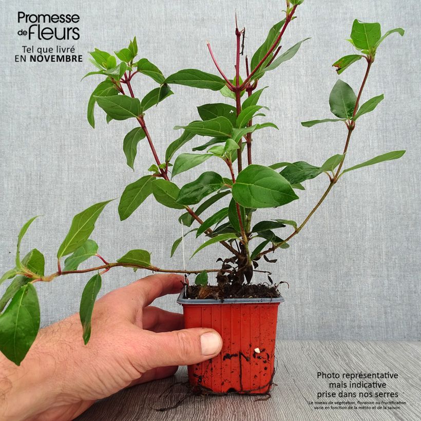 Spécimen de Viorne, Laurier Tin - Viburnum tinus Godet de 8/9 cm tel que livré en automne
