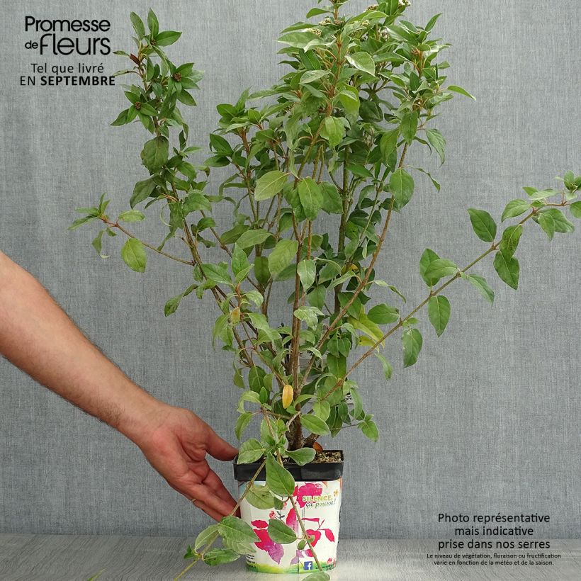 Spécimen de Viorne, Laurier Tin - Viburnum tinus Pot de 2L/3L tel que livré en été
