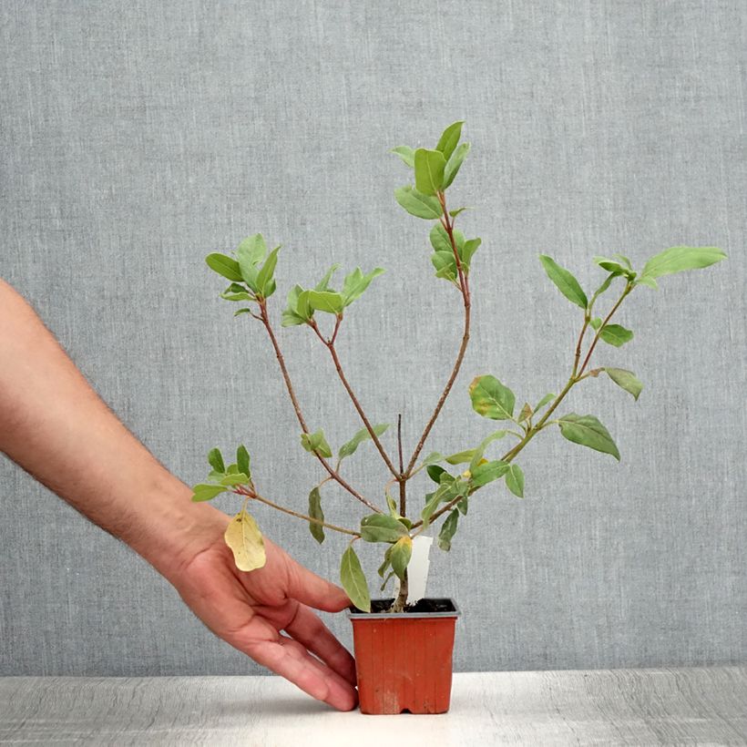 Spécimen de Viorne, Laurier tin - Viburnum tinus Gwenlian Godet de 8/9 cm tel que livré en été