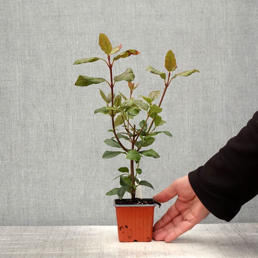Spécimen de Viorne, Laurier tin - Viburnum tinus Gwenlian - Godet de 8/9 cm tel que livré au printemps