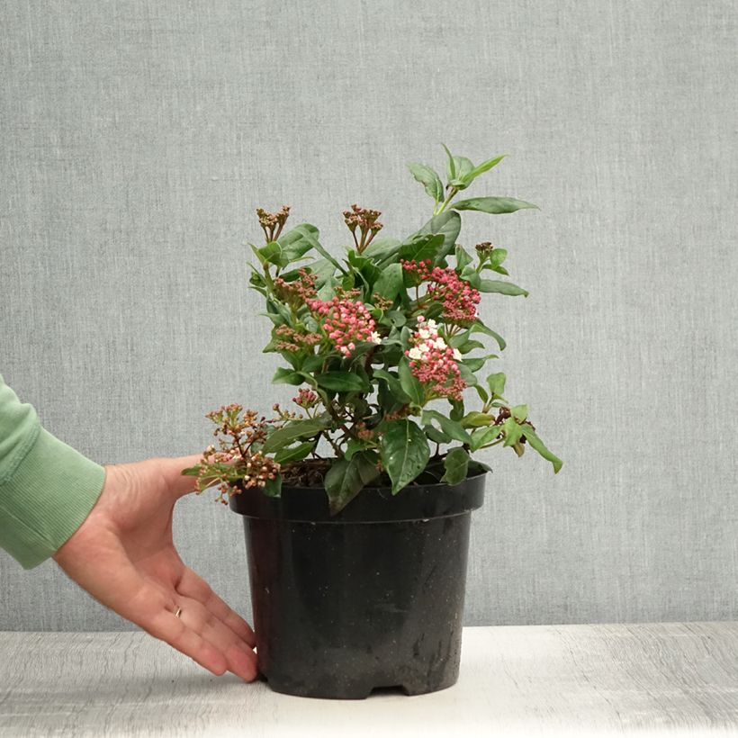 Spécimen de Viorne, Laurier tin - Viburnum tinus Gwenlian Pot de 2L/3L tel que livré en été
