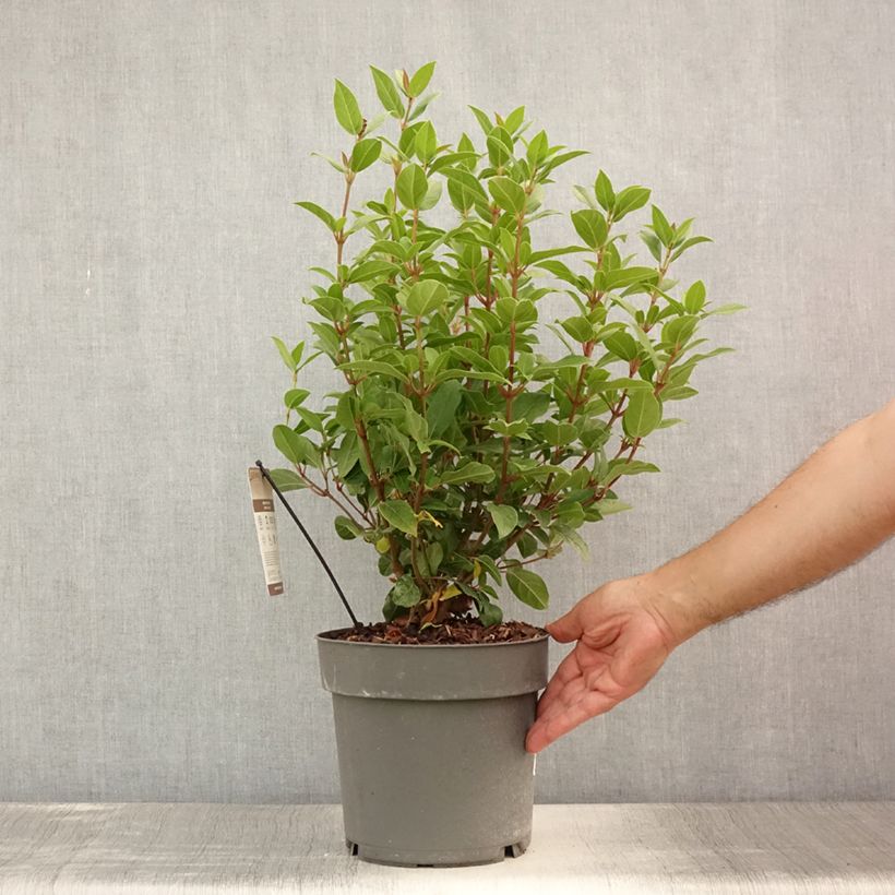Spécimen de Viorne, Laurier Tin- Viburnum tinus Spirit Pot de 3L/4L tel que livré en été
