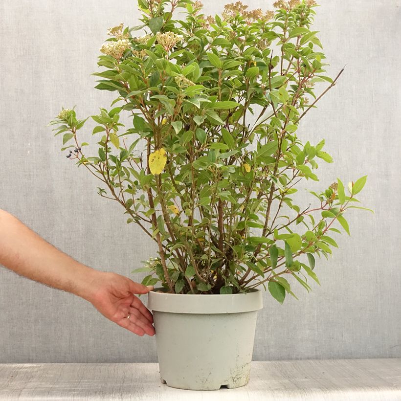 Spécimen de Viorne, Laurier Tin- Viburnum tinus Spirit Pot de 7,5L/10L tel que livré en été