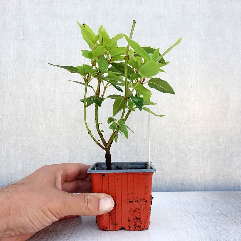 Spécimen de Viorne obier - Viburnum opulus Compactum  Godet de 8/9 cm tel que livré en été