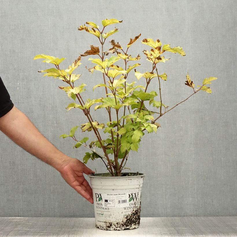 Spécimen de Viorne obier - Viburnum opulus Oh Canada Pot de 4L/5L tel que livré en été