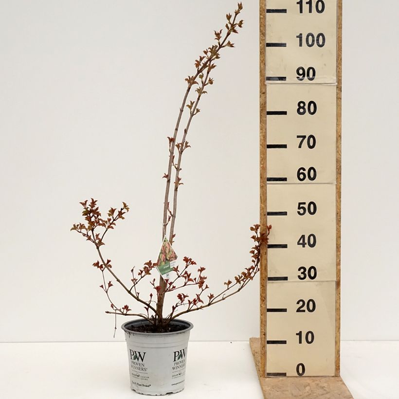 Spécimen de Viorne obier - Viburnum opulus Oh Canada SMNVODR - Pot de 4L/5L tel que livré au printemps