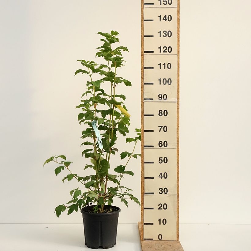 Spécimen de Viorne obier - Viburnum opulus Pot de 7,5L/10L tel que livré en été