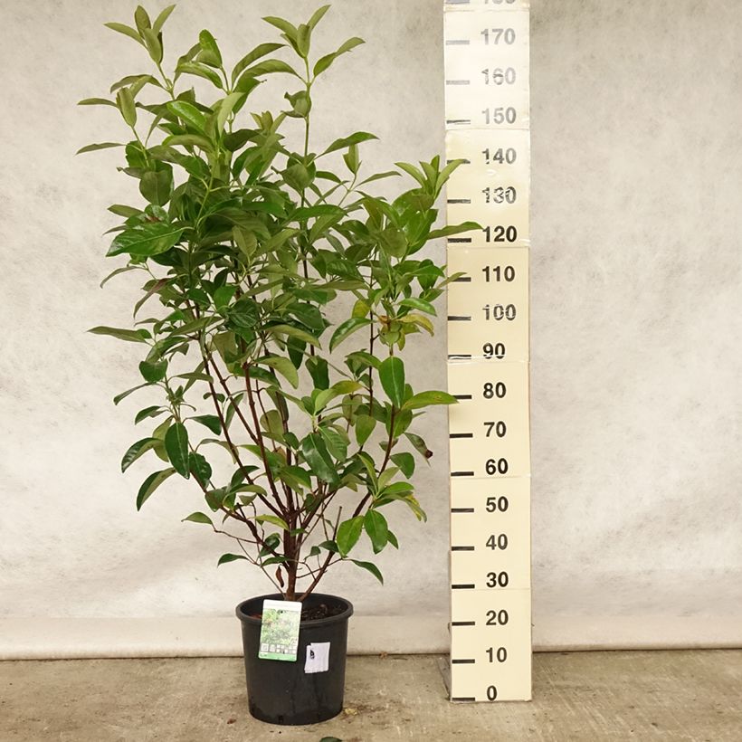Spécimen de Viorne odorante - Viburnum odoratissimum Pot de 12L/15L tel que livré en été