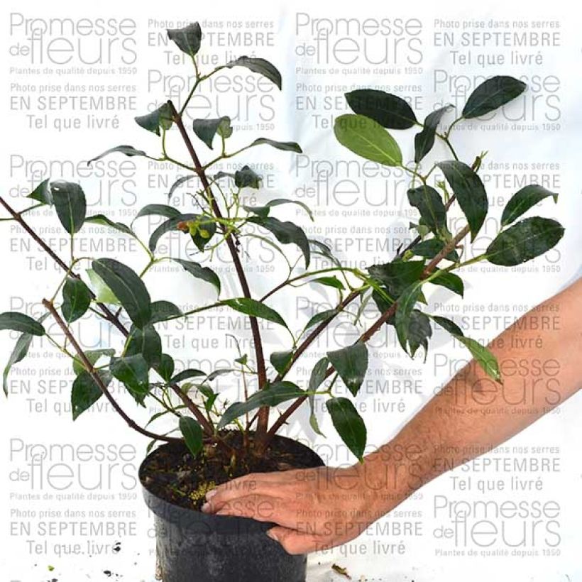 Exemple de spécimen de Viorne - Viburnum Le Bois Marquis Pot de 7,5L/10LHauteur livrée env. 60/80cm tel que livré