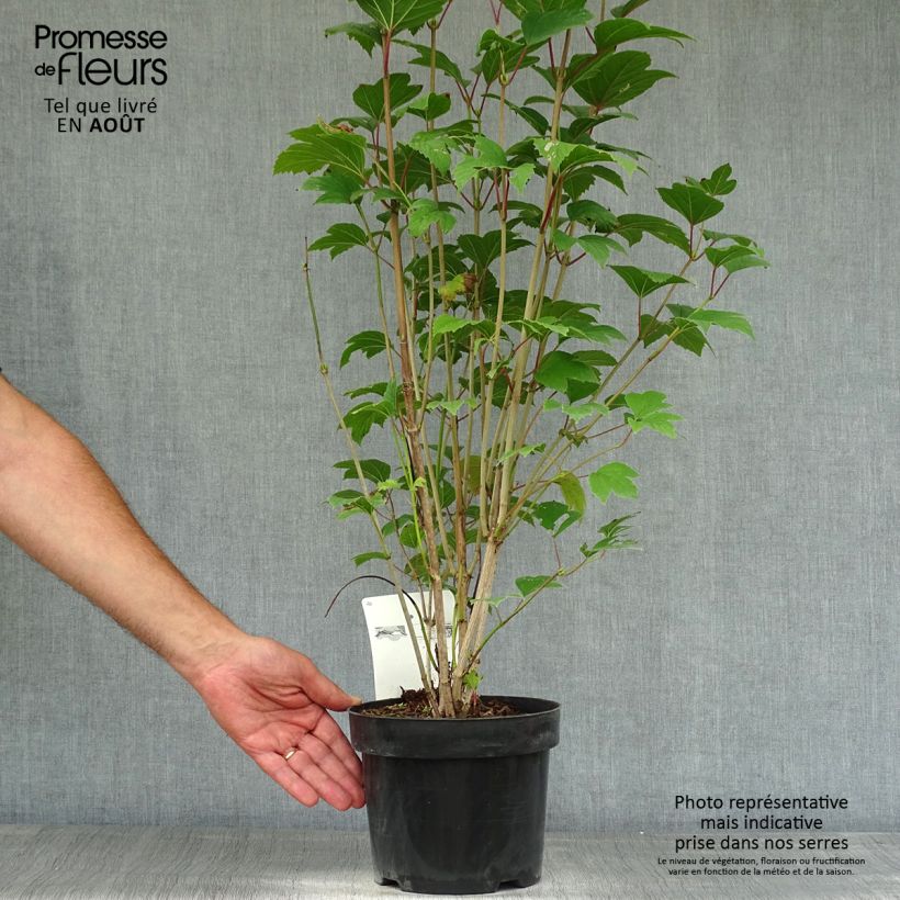 Spécimen de Viorne trilobée - Viburnum trilobum Bailey Compact Pot de 3L/4L tel que livré en été