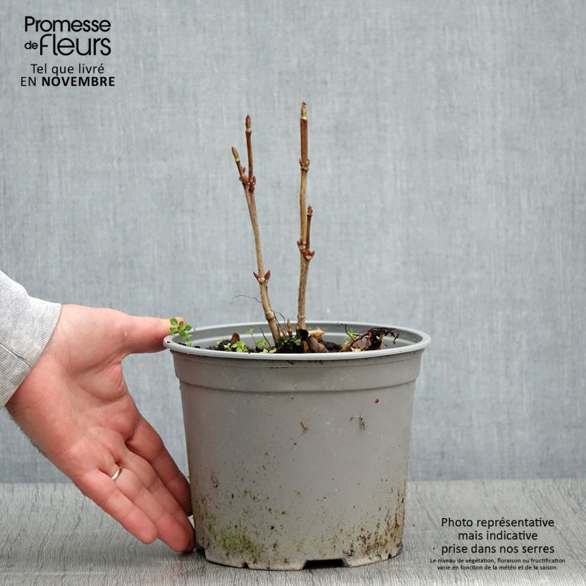 Spécimen de Viorne trilobée - Viburnum trilobum Spring Red Compact - Pot de 3L/4L tel que livré en automne