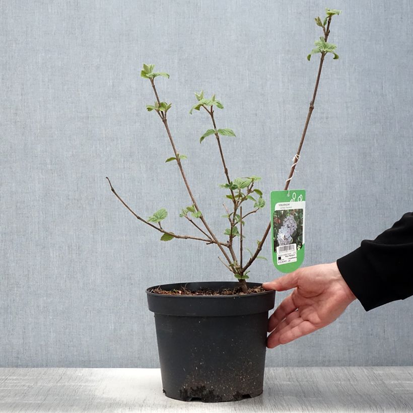 Spécimen de Viorne - Viburnum carlesii Aurora en pot de 3/4L tel que livré au printemps