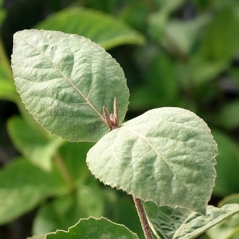 Viorne - Viburnum carlesii Aurora (Feuillage)