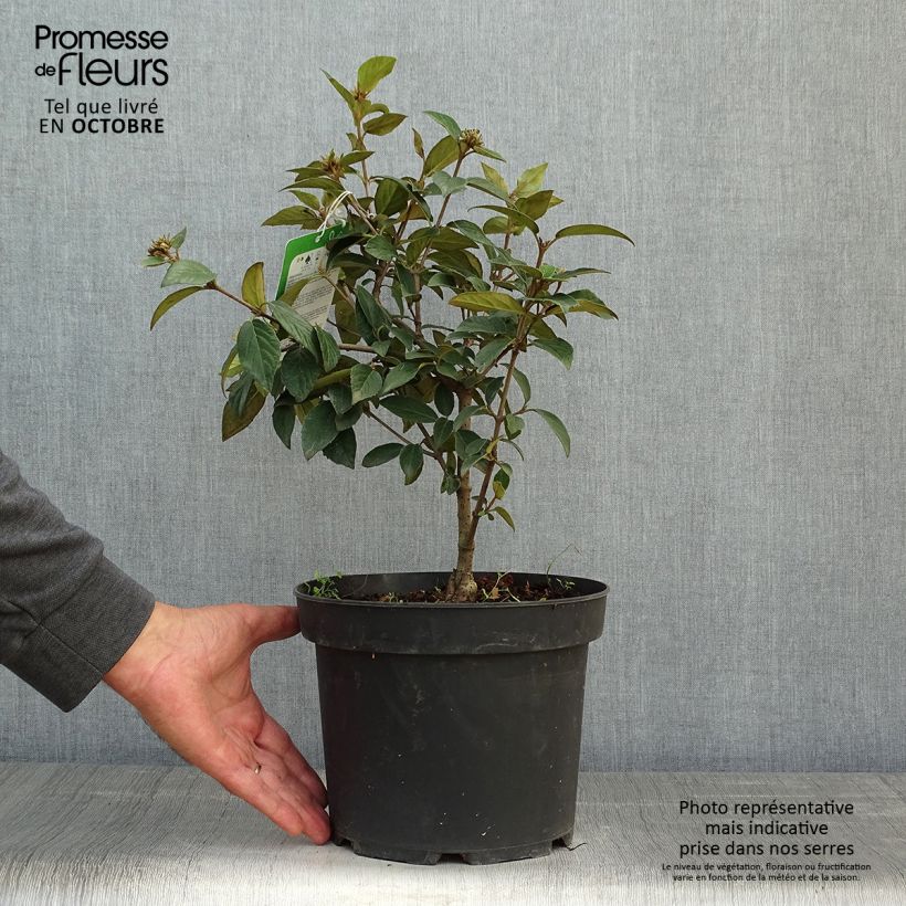 Spécimen de Viorne - Viburnum Eskimo Pot de 2L/3L tel que livré en automne