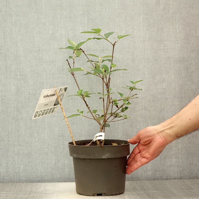 Spécimen de Viorne - Viburnum Eskimo Pot de 4L/5L tel que livré en été
