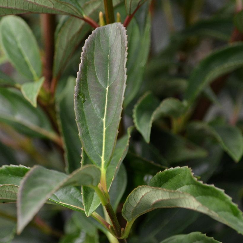 Viorne - Viburnum hillieri Winton (Feuillage)