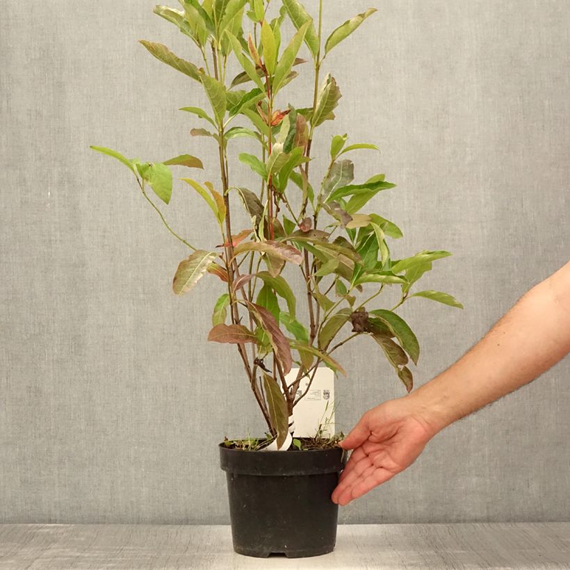 Spécimen de Viorne - Viburnum nudum Brandywine Pot de 2L/3L tel que livré en été