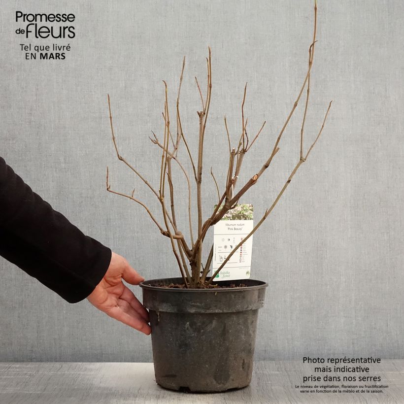 Spécimen de Viorne - Viburnum nudum Pink Beauty Pot de 3L/4L tel que livré au printemps