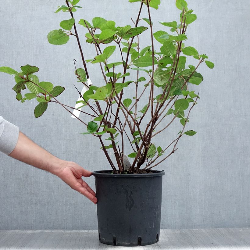 Spécimen de Viorne - Viburnum plicatum Grandiflorum Pot de 12L/15L tel que livré en été
