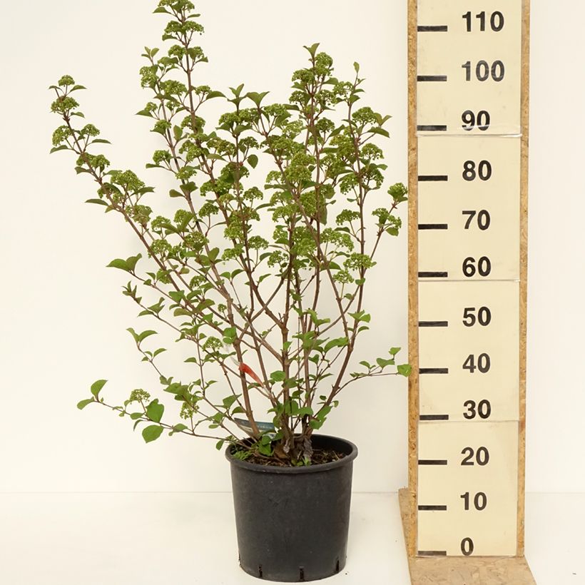 Spécimen de Viorne - Viburnum plicatum Grandiflorum en pot de 12L/15L tel que livré au printemps