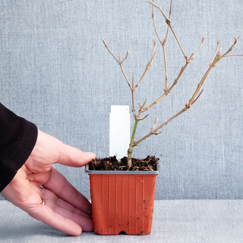 Spécimen de Viorne - Viburnum plicatum Kilimandjaro Godet de 8/9 cm tel que livré en hiver