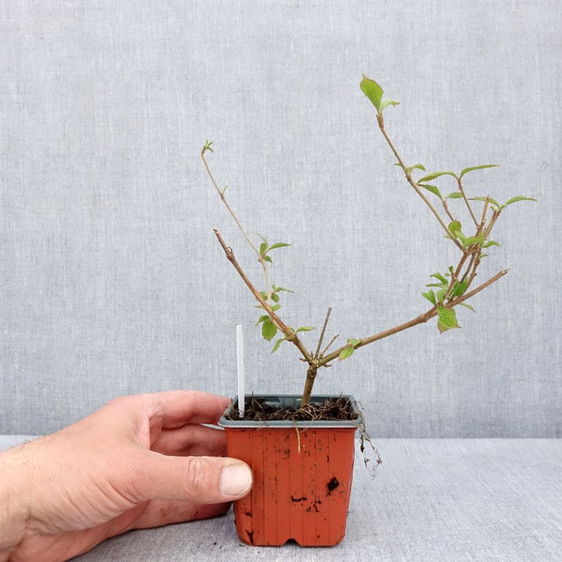 Spécimen de Viorne - Viburnum plicatum Kilimandjaro - Godet de 8/9 cm tel que livré au printemps