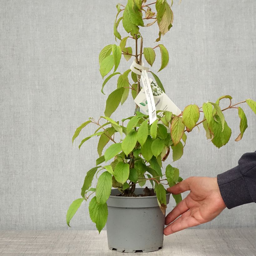 Spécimen de Viorne - Viburnum plicatum Kilimandjaro Pot de 2L/3L tel que livré au printemps