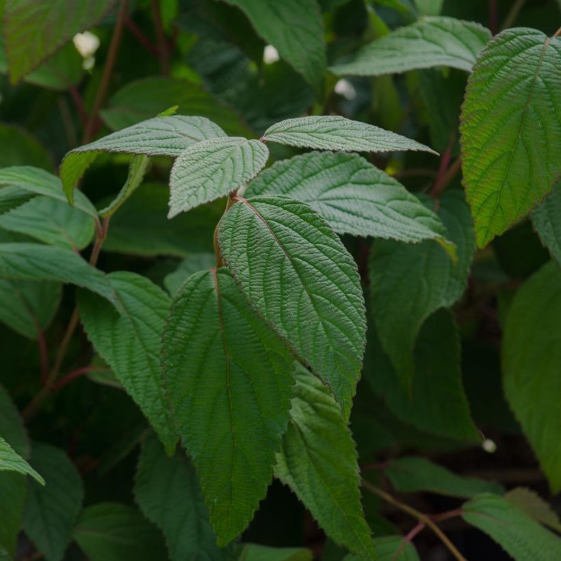 Viorne - Viburnum plicatum Lanarth (Feuillage)