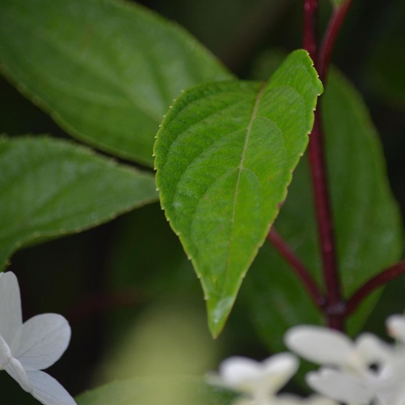 Viorne de Chine - Viburnum plicatum Mariesii Great Star (Feuillage)
