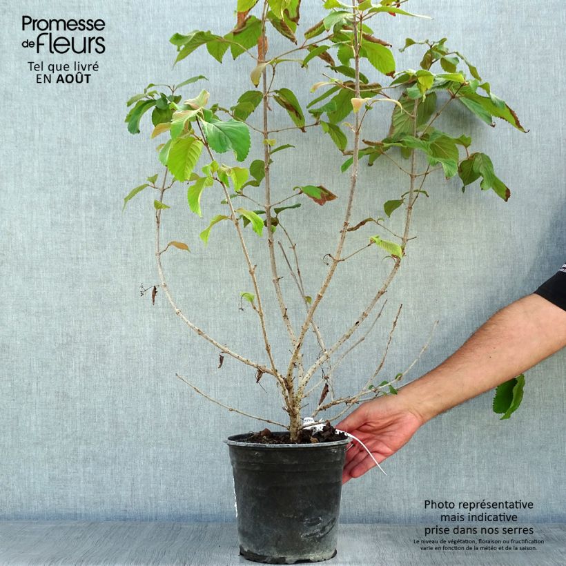 Spécimen de Viorne de Chine - Viburnum plicatum Mariesii Great Star Pot de 4L/5L tel que livré en été