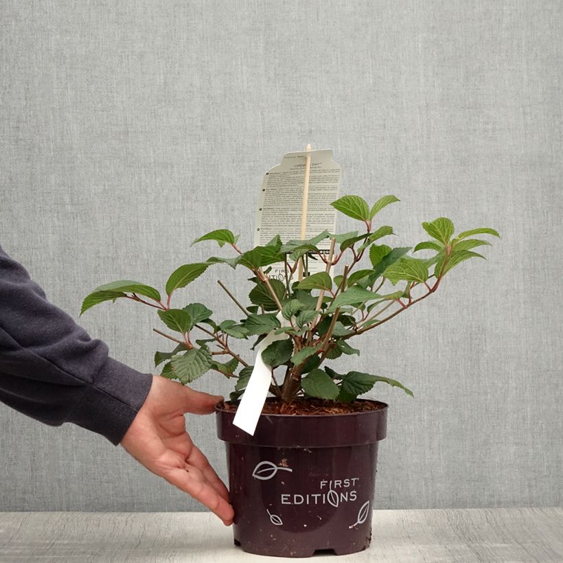 Spécimen de Viorne - Viburnum plicatum Opening Day Pot de 2L/3L tel que livré en été