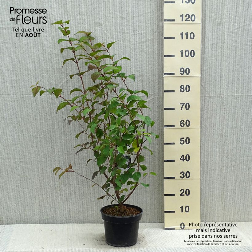 Spécimen de Viorne - Viburnum plicatum Opening Day Pot de 4L/5L tel que livré en été