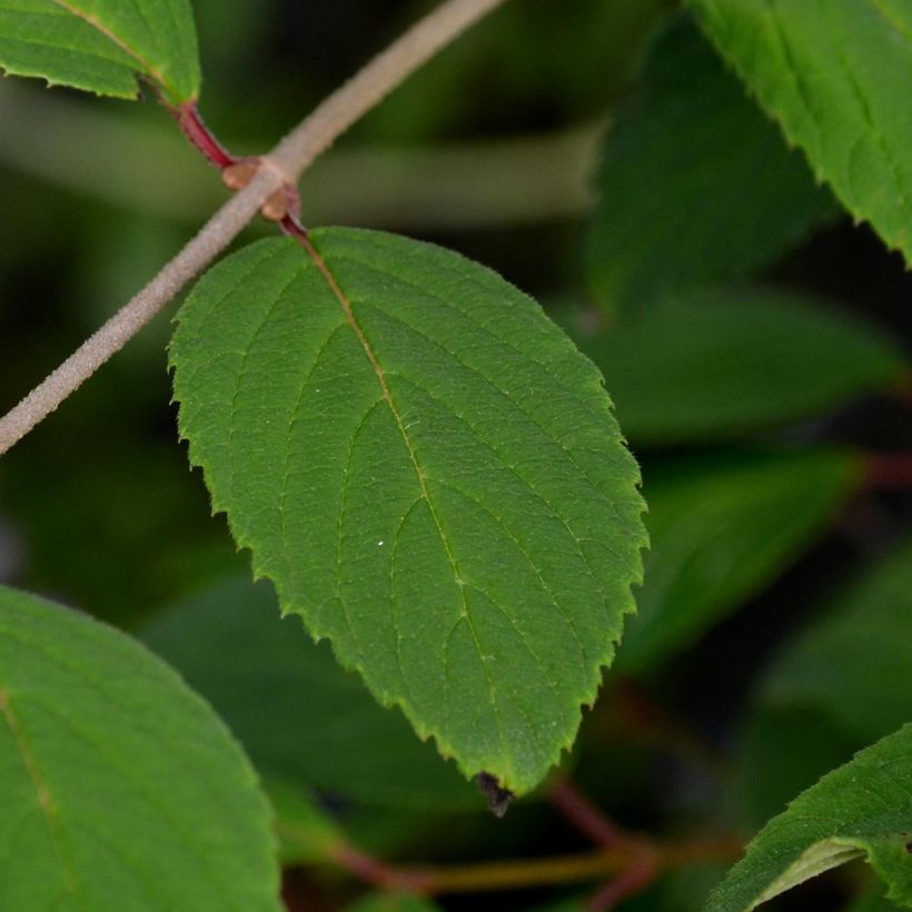 Viorne - Viburnum plicatum Pink Beauty (Feuillage)